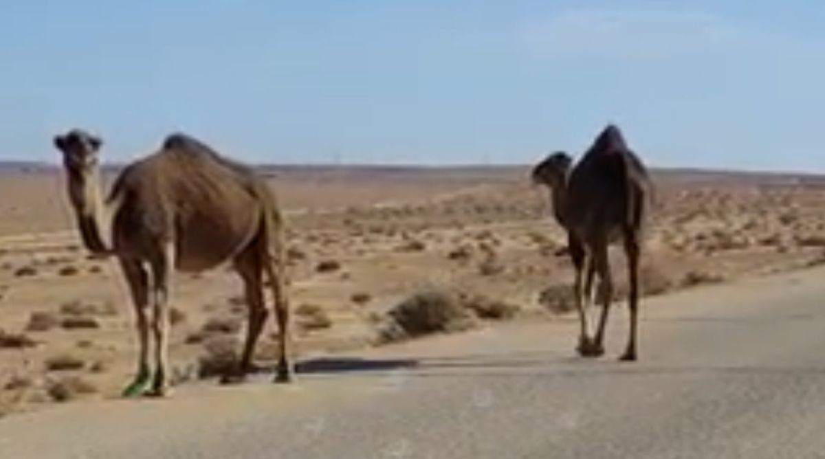 الإبل السائبة في طريق (بني وليد - ترهونة) خطر يهدد حياة المواطنين