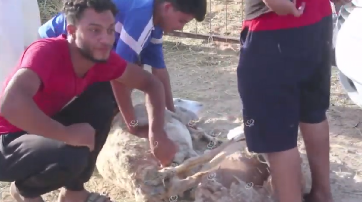 الانطباع عن أسعار الأضاحي بسوق المواشي بمدينة جالو