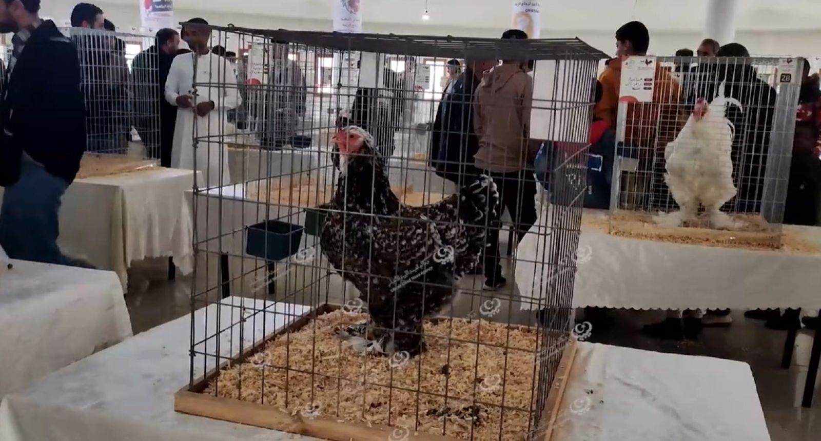 انطلاق فعاليات معرض الدواجن وطيور الزينة بمدينة زليتن 