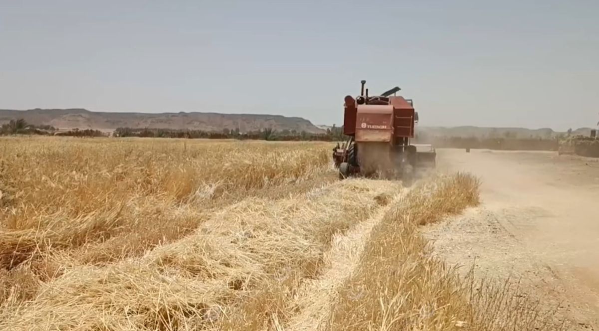 موسم حصاد الشعير بمزارع وبساتين مناطق وبلديات وادي الآجال