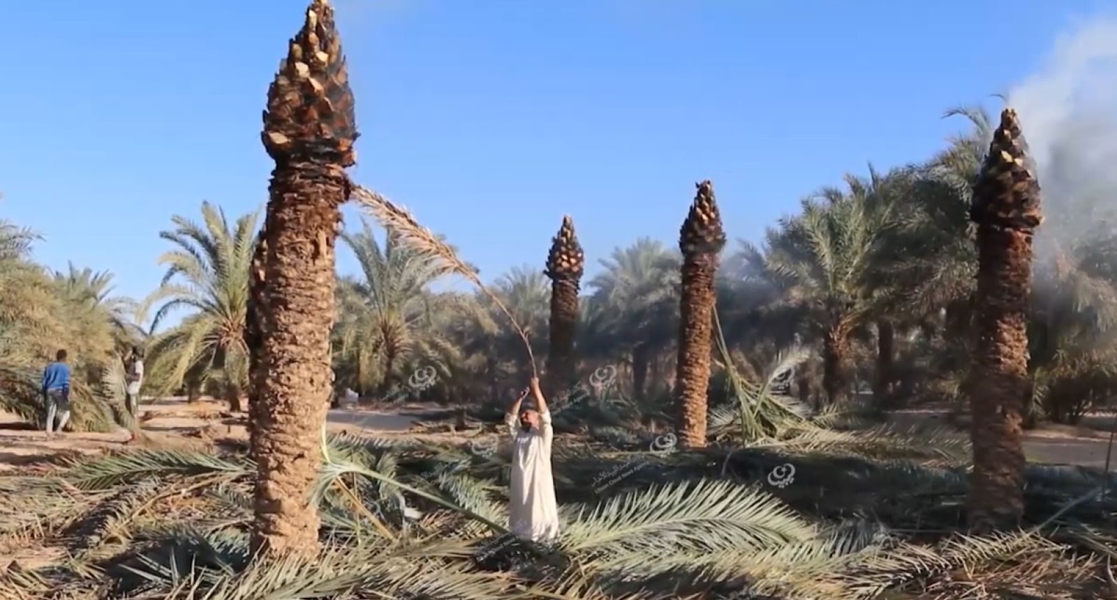مزارعو مدينة إجخرة يلجؤون إلى حرق النخيل لمكافحة آفة الحشرة القشرية الخضراء