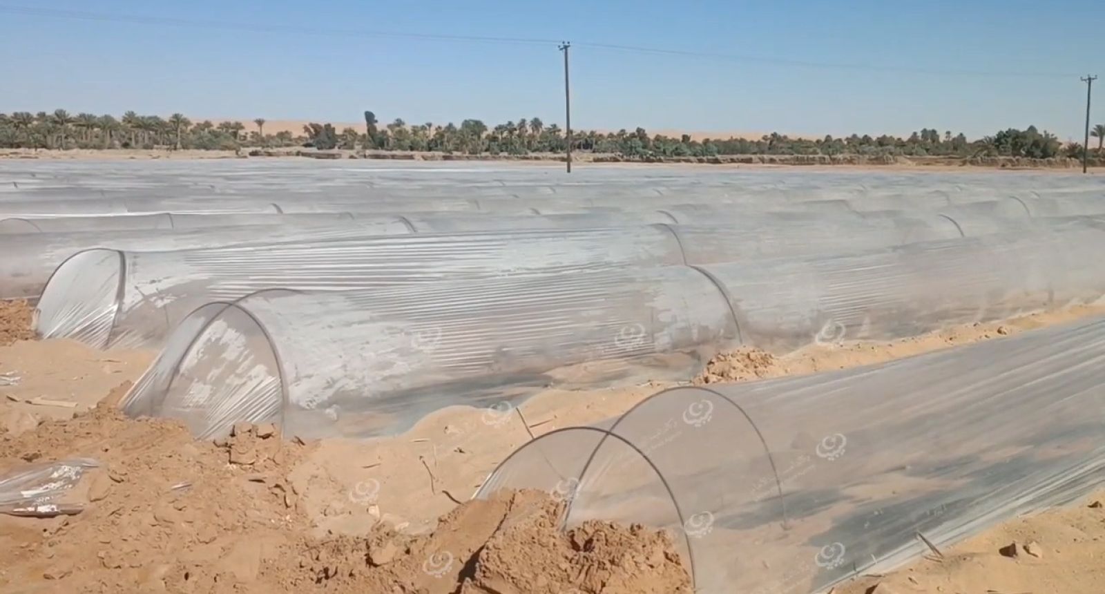 بداية موسم زراعة البطيخ بمزارع وبساتين مناطق وادي الآجال