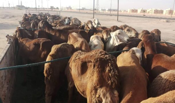 الانتهاء من أعمال الصيانة الجزئية للمرسى رقم (3) بميناء الزاوية النفطي