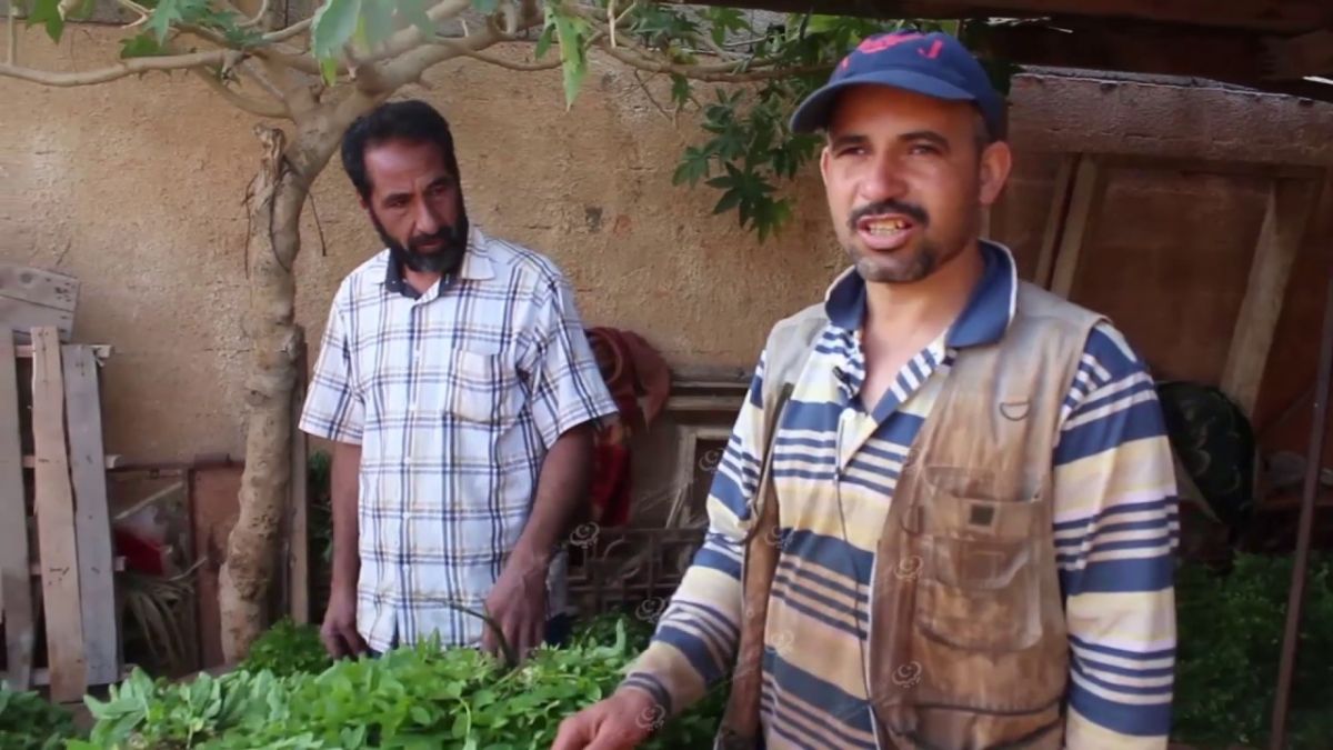 درنة الأشهر في زراعة (الخضروات الرقيقة) شرق ليبيا