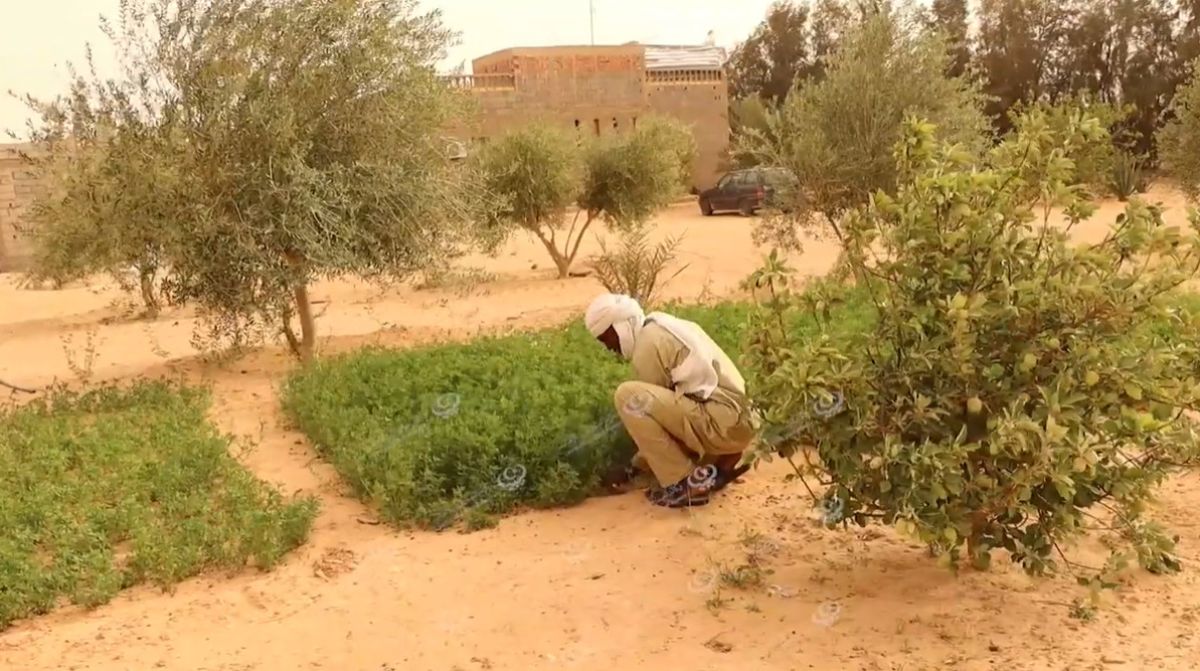 مشكلة ضعف الكهرباء وتذبذب التيار الكهربائي أكبر عائق يواجه فلاحي بلدية أوال