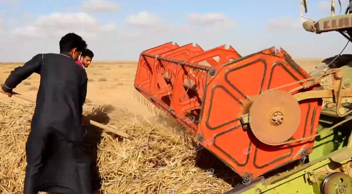 انطلاق موسم الحصاد بعدد من مناطق طبرق الشرقية