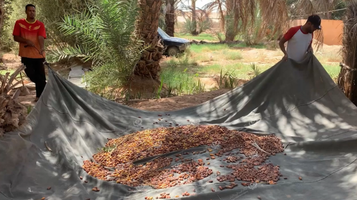 موسم التمور في درج یٌخَتَتم بجني نخیل الدقلة