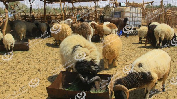 الإفراج عن 100 سجين من نزلاء السجن العسكري بمصراتة .