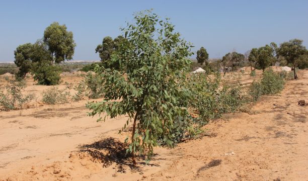 النقابة الأساسية بمصلحة المطارات بمطار مصراتة الدولي تعلن الدخول في اعتصام رسمي للمصلحة والمطار وتعليق العمل