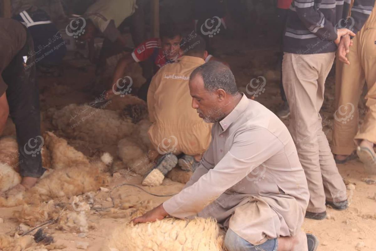 بدء موسم الجلامة (جز صوف الغنم) بطبرق .‎