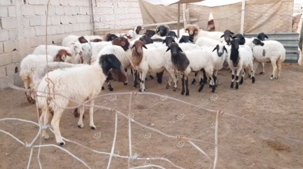 مدير إدارة الخدمات البيطرية : علف ملوث بنوع من المبيدات الحشرية يتسبب في تسمم ونفوق أغنام بمنطقة الحرابة