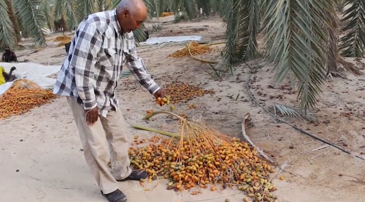 مزارعو النخيل بمدينة إجخرة يشتكون من الإصابة بآفة (الحشرة القشرية الخضراء)