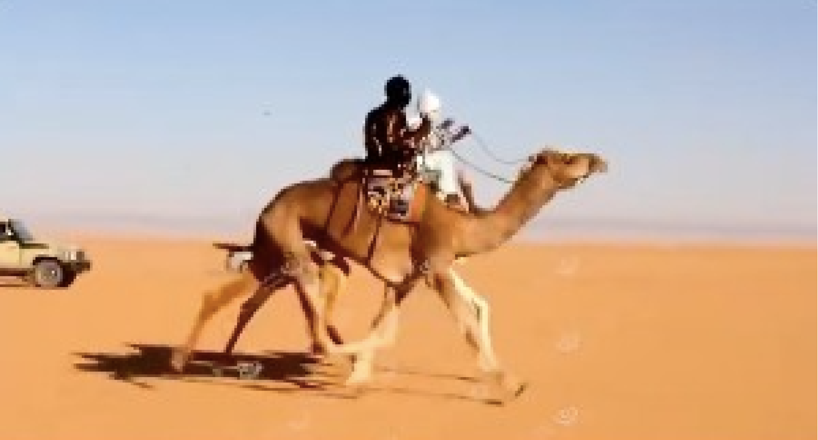 اختتام مهرجان (فوغال) الدولي للإبل في دورته الثالثة بأوباري
