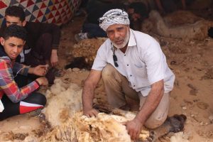 بدء موسم الجلامة (جز صوف الغنم) بطبرق .‎