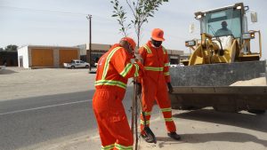 شركة خدمات النظافة تباشر في تشجير الطريق الرئيسي بجالو